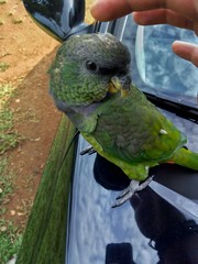 parrot in hand