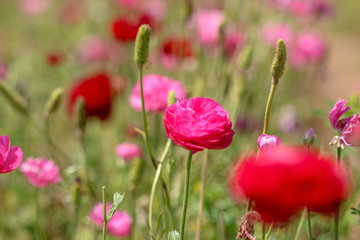field of red poppies