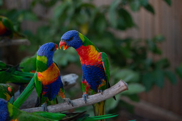 rainbow lorikeet battle fighting shouting