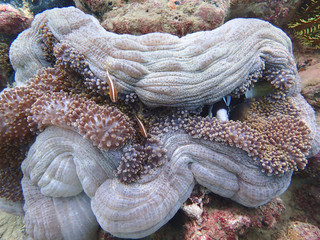 Teh beauty of underwater diving world in Sabah, Borneo.
