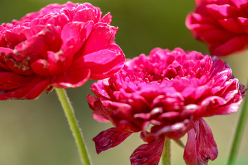 pink flower up close