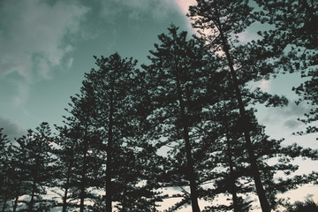 Pine Trees silhouette dawn sky