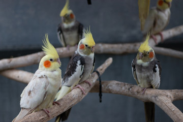 Cockatiel Nymphicus hollandicus normal and lutino