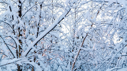 Beautiful winter landscape. Snow-covered branches of bushes in the light of sunset, can be used as a background or texture
