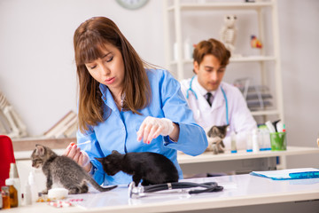 Doctor and assistant in vet clinic checking up kitten