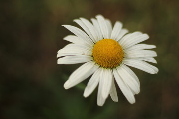 Fototapeta premium In the garden