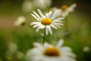 Fototapeta premium In the garden