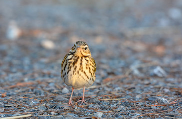Olive-backed Pipit, Beautiful bird in Thailand.