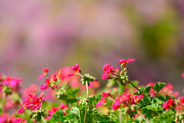 Fototapeta premium Winter flowers background