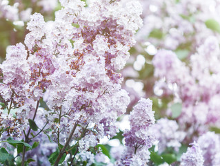 Blooming violet purple lilac bush at spring time with sunlight. Blossoming pink and violet lilac flowers. Spring season, nature background