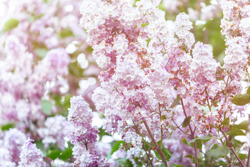 Blooming violet purple lilac bush at spring time with sunlight. Blossoming pink and violet lilac flowers. Spring season, nature background