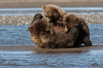 Brown bear mom nursing cubs   Kenai Fjords NP   Alaska © Tom