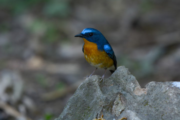 Chinese Blue Flycatcher, Beautiful bird in Thailand.