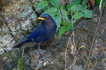 Blue Whistling Thrush