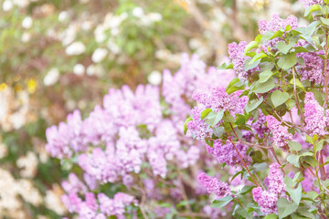 Blooming violet purple lilac bush at spring time with sunlight. Blossoming pink and violet lilac flowers. Spring season, nature background