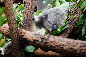 sleeping koala bear