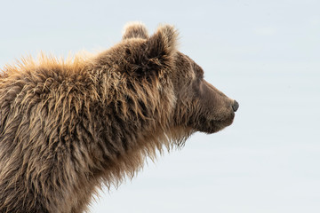 Fototapeta na wymiar Brown bear (Ursus arctos); Alaska