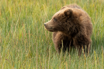Brown bear cub feeding in meadow   Kenai Fjords National Park   Alaska © Tom