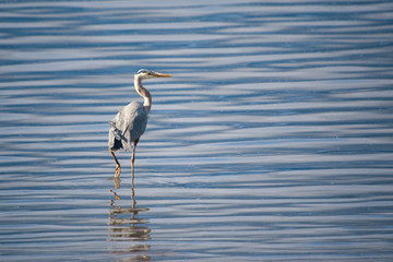 Blue Heron