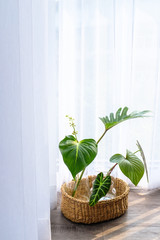 Collection of green leaves plant in glass vases in rattan wooden basket on wooden floor with white curtain background in natural light