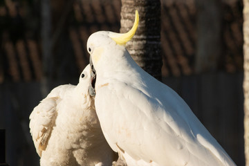 The Sulphur-crested Cockatoo (Cacatua galerita) feeding food