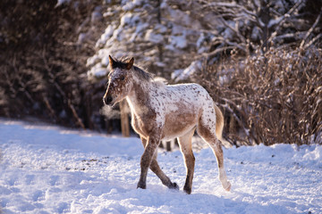 Beautiful Appaloosa Foal Running in the Snow in Quebec Canada
