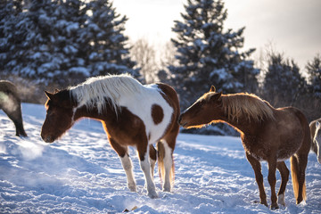 Two Horses at Sunset outside in Winter