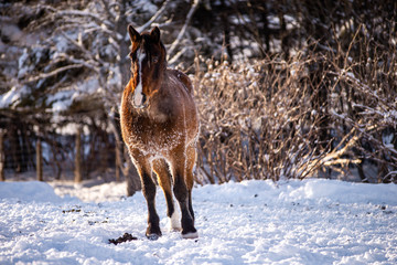 Beautiful Bay horse Standing in the Snow Outside in Winter after Working