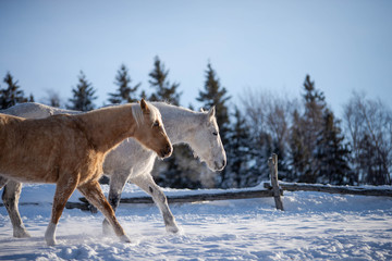Horses walking in the snow in winter