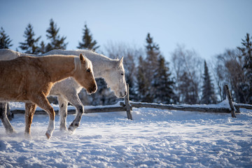 Horses walking in the snow in winter