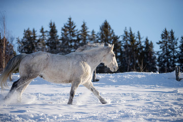 Running Grey Quarter Horse in the Snow