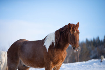 Chestnut Paint Horse Standing in the Snow in Quebec Canada