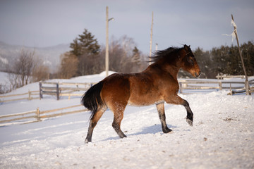 Beautiful Bay Horse Galloping in the Snow in Quebec Canada
