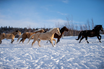 Fototapeta na wymiar Beautiful Horses Running in the Snow in Quebec Canada