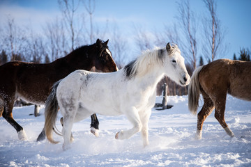 Naklejka na ściany i meble Beautiful Horse Running in the Snow in Quebec Canada