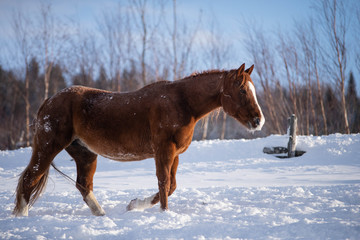 Walking Chestnut Horse in Winter