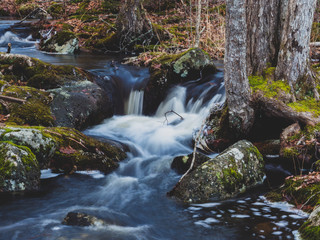 stream in the forest