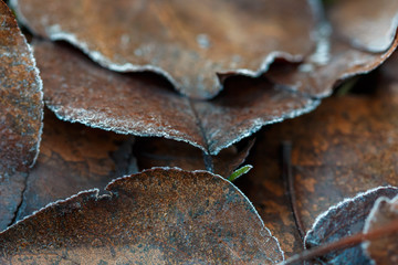 frosted leaves