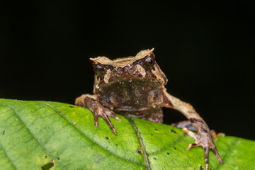 close up image of a Borneo horned frog from Borneo on green leaves