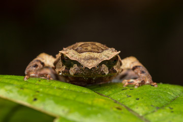 close up image of a Borneo horned frog from Borneo on green leaves