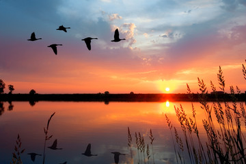 Sunset Geese