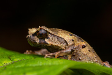 close up image of a Borneo horned frog from Borneo on green leaves
