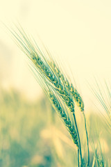 Barley grain hardy cereal growing in field