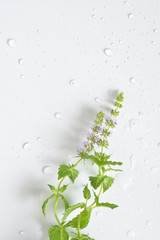Mint flowers with water drops


