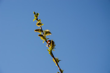 Bumblebee and willow