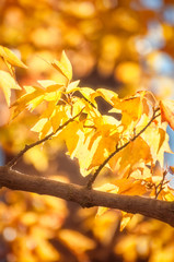 Branch with back lit Golden leaves in autumn,  in a park in Japan.