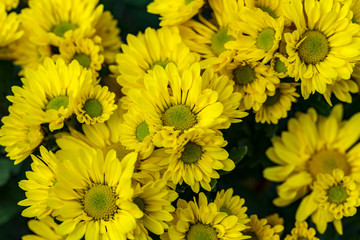 Yellow Chrysanthemum flowers