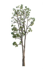 Fototapeta premium tree isolate on white background