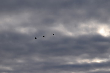 Geese