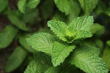 Common Mint